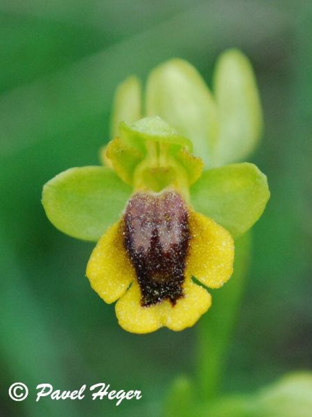 Ophrys lutea